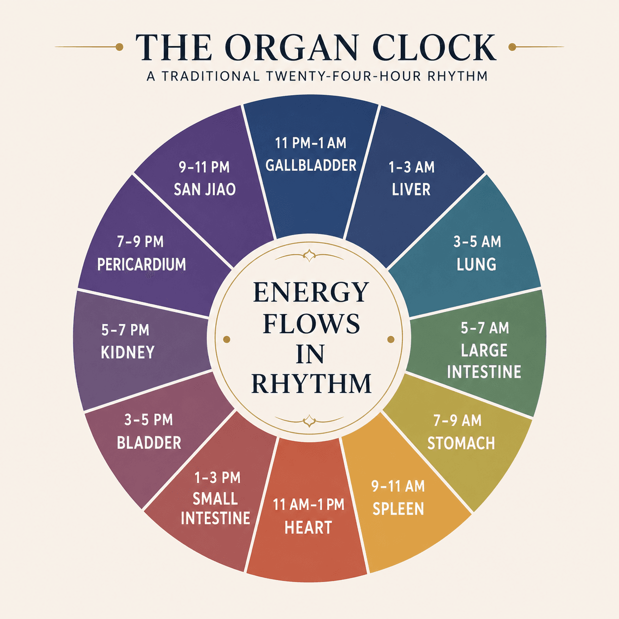 A twelve-segment traditional organ clock showing the two-hour period associated with the gallbladder, liver, lung, large intestine, stomach, spleen, heart, small intestine, bladder, kidney, pericardium, and san jiao systems.